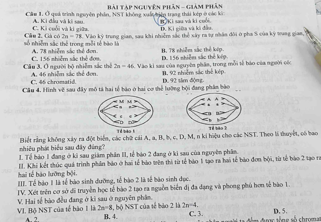 bài Tập ngUYêN phân - giảm phân
Câu 1. Ở quá trình nguyên phân, NST không xuất hiện trạng thái kép ở các kì:
A. Kì đầu và kì sau. B, Kì sau và kì cuối.
C. Kì cuối và kì giữa. D. Kì giữa và kì đầu.
Câu 2. Gà có 2n=78. Vào kỳ trung gian, sau khi nhiễm sắc thể xảy ra tự nhân đôi ở pha S của kỳ trung gian,
số nhiễm sắc thể trong mỗi tế bào là
A. 78 nhiễm sắc thể đơn. B. 78 nhiễm sắc thể kép.
C. 156 nhiễm sắc thể đơn. D. 156 nhiễm sắc thể kép.
Câu 3. Ở người bộ nhiễm sắc thể 2n=46. Vào kì sau của nguyên phân, trong mỗi tế bào của người có:
A. 46 nhiễm sắc thể đơn. B. 92 nhiễm sắc thể kép.
C. 46 chromatid. D. 92 tâm động.
Câu 4. Hình vẽ sau đây mô tả hai tế bào ở hai cơ thể lưỡng bội đang phân bào
 
Biết rằng không xảy ra đột biến, các chữ cái A, a, B, b, c, D, M, n kí hiệu cho các NST. Theo lí thuyết, có bao
nhiêu phát biểu sau đây đúng?
I. Tế bào 1 đang ở kì sau giảm phân II, tế bào 2 đang ở kì sau của nguyên phân.
II. Khi kết thúc quá trình phân bào ở hai tế bào trên thì từ tế bào 1 tạo ra hai tế bào đơn bội, từ tế bào 2 tạo ra
hai tế bào lưỡng bội.
III. Tế bào 1 là tế bào sinh dưỡng, tế bào 2 là tế bào sinh dục.
IV. Xét trên cơ sở di truyền học tế bào 2 tạo ra nguồn biến dị đa dạng và phong phú hơn tế bào 1.
V. Hai tế bào đều đang ở kì sau ở nguyên phân.
VI. Bộ NST của tế bào 1 là 2n=8 , bộ NST của tế bào 2 là 2n=4.
B. 4. C. 3.
D. 5.
A. 2.    d     đ ược tổng số chromat