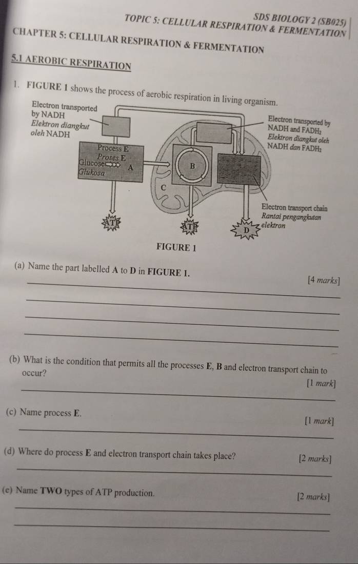 SDS BIOLOGY 2 (SB025) 
TOPIC 5: CELLULAR RESPIRATION & FERMENTATION 
CHAPTER 5: CELLULAR RESPIRATION & FERMENTATION 
5.1 AEROBIC RESPIRATION 
1. FIGURE 1 shows the process of aerob 
_ 
(a) Name the part labelled A to D in FIGURE 1. [4 marks] 
_ 
_ 
_ 
(b) What is the condition that permits all the processes E, B and electron transport chain to 
occur? 
_ 
[1 mark] 
_ 
(c) Name process E. [1 mark] 
_ 
(d) Where do process E and electron transport chain takes place? [2 marks] 
_ 
(e) Name TWO types of ATP production. [2 marks] 
_