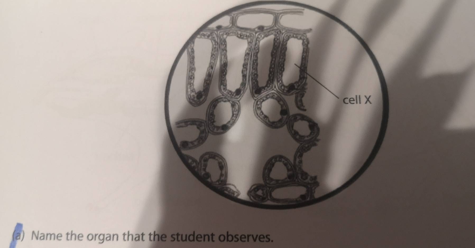 Name the organ that the student observes.