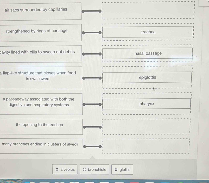 air sacs surrounded by capillaries
strengthened by rings of cartilage trachea
cavity lined with cilia to sweep out debris. nasal passage
a flap-like structure that closes when food.
is swallowed epiglottis
a passageway associated with both the
digestive and respiratory systems pharynx
the opening to the trachea
many branches ending in clusters of alveoli
alveolus bronchiole glottis