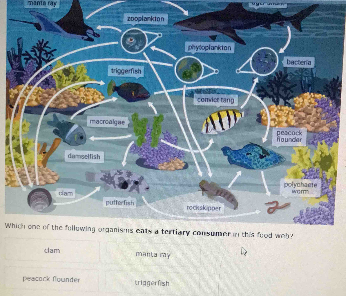 Solved: manta ray zooplankton phytoplankton bacteria triggerfish ...