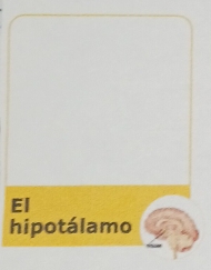 El 
hipotálamo