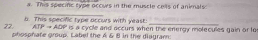 This specific type occurs in the muscle cells of animals: 
_ 
b. This specific type occurs with yeast:_ 
22. ATPto ADP is a cycle and occurs when the energy molecules gain or lo 
phosphate group. Label the A & B in the diagram: