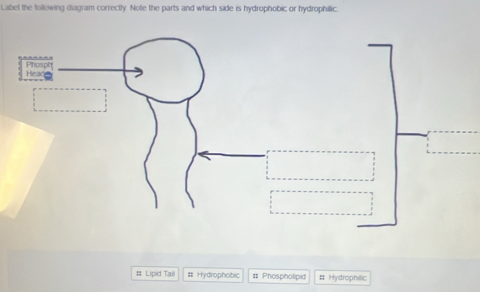 Solved: Label the following diagram correctly. Note the parts and which ...