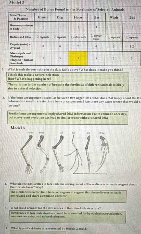 Model 2
e
1he data table above? What does it make you think?
I think this make a natural selection
How? What's happening here?
The variation in the number of bones in the forelimbs of different animals is likely
due to natural selection.
2. if the bone arrangement is similar between two organisms, what does that imply about the DN
information used to create those bone arrangements? Are there any cases where that would n
be true
Similar bone arrangements imply shared DNA information due to common ancestry,
but convergent evolution can lead to similar traits without shared DNA
Model 3
3. What do the similarities in forelimb one arrangement of these diverse animals suggest about
their relatedness? Why?
The similarities in forelimb bone arrangement suggest that these diverse animals
are related and share a common ancestor
4. What could account for the differences in their forelimb structure?
Differences in forelimb structure could be accounted for by evolutionary adaption,
common ancestry, and natural selection.
S. What type of evidence is represented by Models 2 and 3?