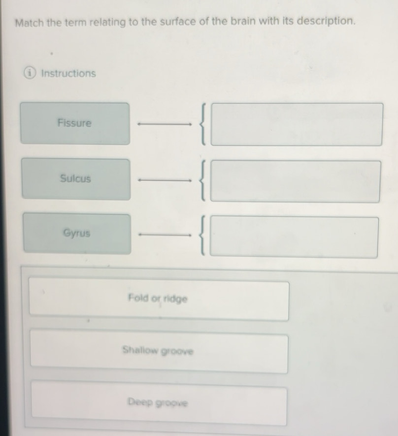 Solved: Match the term relating to the surface of the brain with its ...