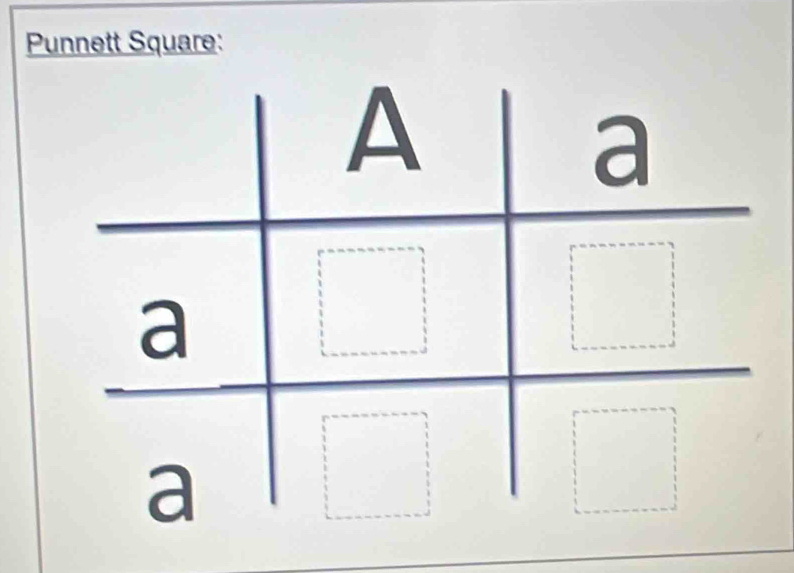 Punnett Square: