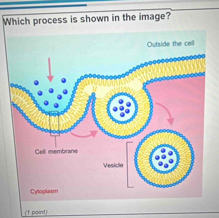 Which process is shown in the image? 
(1 point)