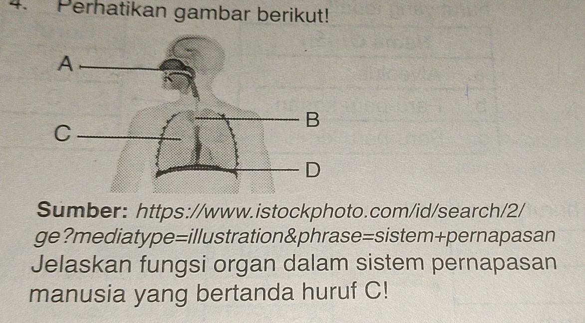 Perhatikan gambar berikut! 
Sumber: https://www.istockphoto.com/id/search/2/ 
ge?mediatype=illustration&phrase=sistem+pernapasan 
Jelaskan fungsi organ dalam sistem pernapasan 
manusia yang bertanda huruf C!