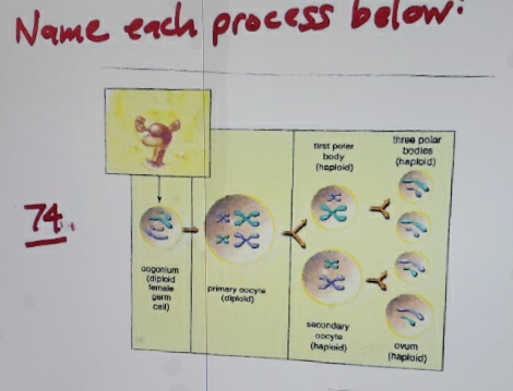 process belo