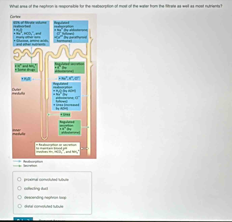 What area of the nephron is responsible for the reabsorption of most of the water from the filtrate as well as most nutrients?
Secretion
proximal convoluted tubule
collecting duct
descending nephron loop
distal convoluted tubule