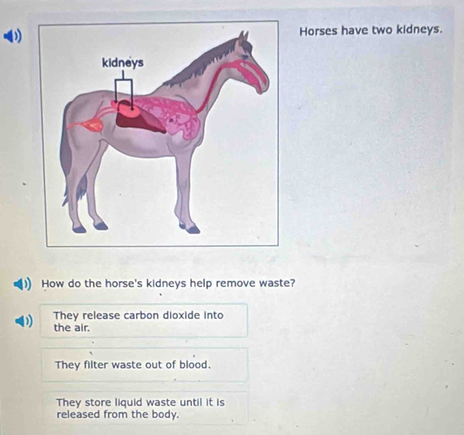 Horses have two kidneys.
How do the horse's kidneys help remove waste?
They release carbon dioxide into
the air.
They filter waste out of blood.
They store liquid waste until it is
released from the body.