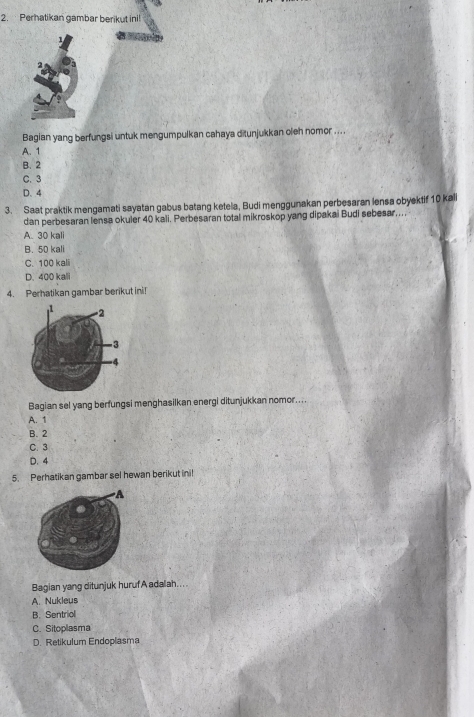 Perhatikan gambar berikut ini!
1
2
Bagian yang berfungsi untuk mengumpulkan cahaya ditunjukkan oleh nomor ....
A. 1
B. 2
C. 3
D. 4
3. Saat praktik mengamati sayatan gabus batang ketela, Budi menggunakan perbesaran lensa obyektif 10 kali
dan perbesaran lensa okuler 40 kali. Perbesaran total mikroskop yang dipakai Budi sebesar....
A. 30 kali
B. 50 kali
C. 100 kali
D. 400 kali
4. Perhatikan gambar berikut ini!
Bagian sel yang berfungsi menghasilkan energi ditunjukkan nomor....
A. 1
B. 2
C. 3
D. 4
5. Perhatikan gambar sel hewan berikut ini!
Bagian yang ditunjuk huruf A adalah....
A Nukleus
B. Sentriol
C. Sitoplasma
D. Retikulum Endoplasma