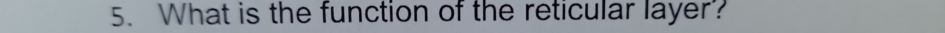 What is the function of the reticular layer?