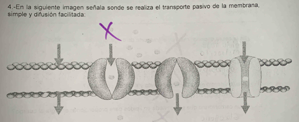 4.-En la siguiente imagen señala sonde se realiza el transporte pasivo de la membrana, 
simple y difusión facilitada: