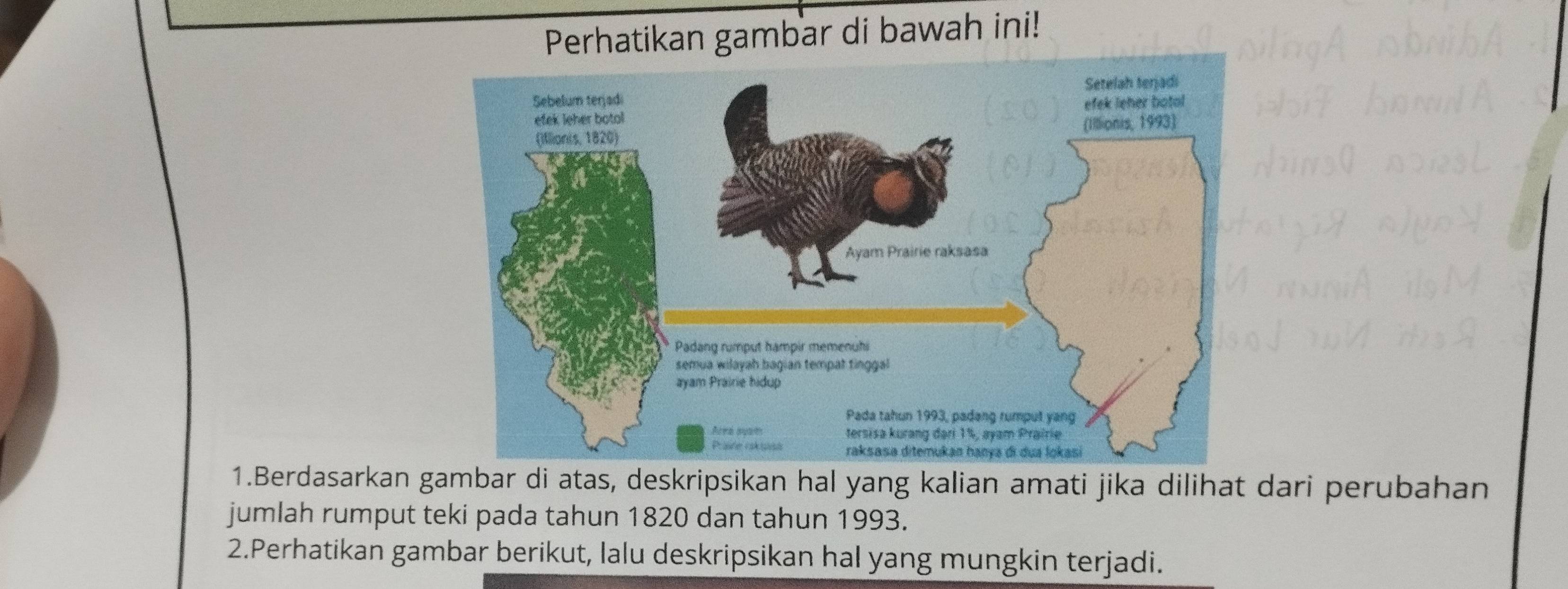 Perhatikan gambar di bawah ini! 
1.Berdasarkan gambar di atas, deskripsikan hal yang kalian amati jika dilihat dari perubahan 
jumlah rumput teki pada tahun 1820 dan tahun 1993. 
2.Perhatikan gambar berikut, lalu deskripsikan hal yang mungkin terjadi.