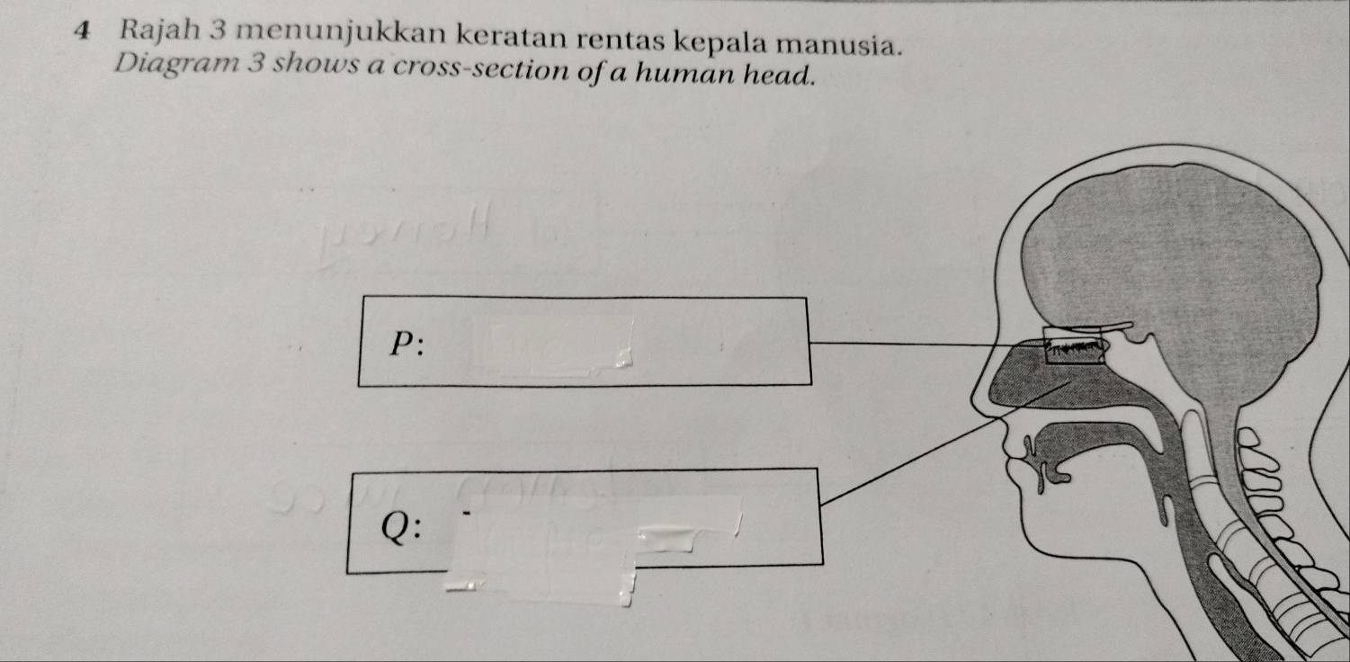 Rajah 3 menunjukkan keratan rentas kepala manusia. 
Diagram 3 shows a cross-section of a human head.
P :
Q :