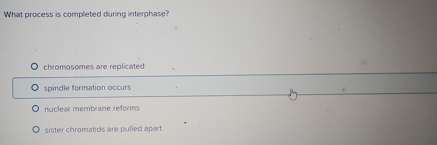 What process is completed during interphase?
chromosomes are replicated
spindle formation occurs
nuclear membrane reforms
sister chromatids are pulled apart