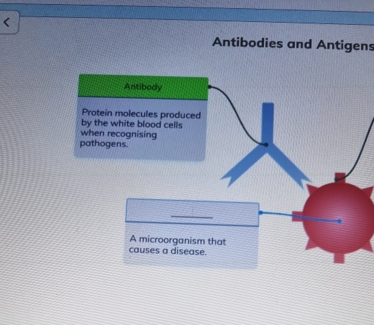 < 
Antibodies and Antigens 
Antibody 
Protein molecules produced 
by the white blood cells 
when recognising 
pathogens. 
_ 
A microorganism that 
causes a disease.