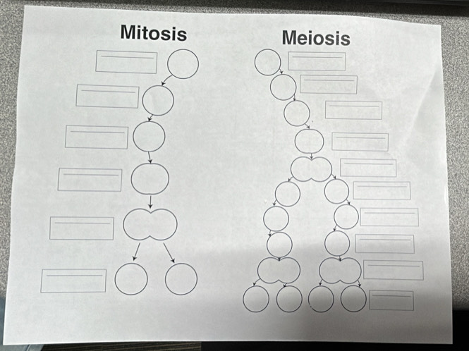 Mitosis Meiosis