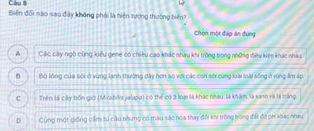 Cau 8
Biến đổi nào sau đây không phải là hiện tượng thường biến?
Chọn một đáp án đùng
A Các cây ngô cùng kiểu gene có chiều cao khác nhau khi trồng trong những điều kiện khác nhau
B Bộ lộng của sói ở vùng lạnh thường dày hơn so với các con sới cùng loài loài sống ở vùng ấm áp
C Trên lá cây bốn giờ (Mirabilis jalapa) có thể có 3 loại lá khác nhau: lá khám, lá xanh và lá trăng
D Cùng một giống cấm tú cầu nhưng có màu sắc hoa thay đổi khi trồng trong đất độ pH khác nhau