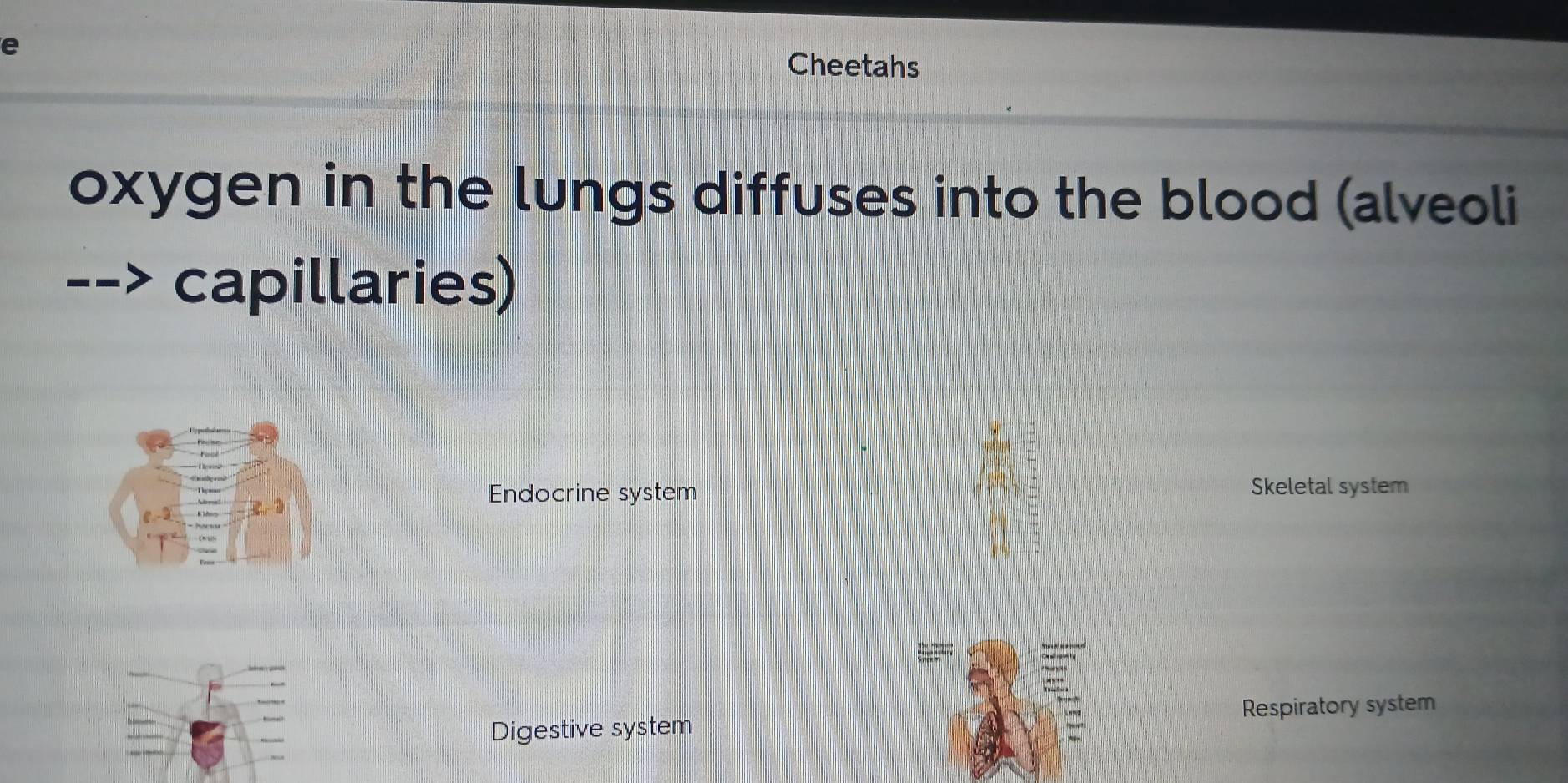 Cheetahs
oxygen in the lungs diffuses into the blood (alveoli
capillaries)
Endocrine system Skeletal system
Digestive system Respiratory system