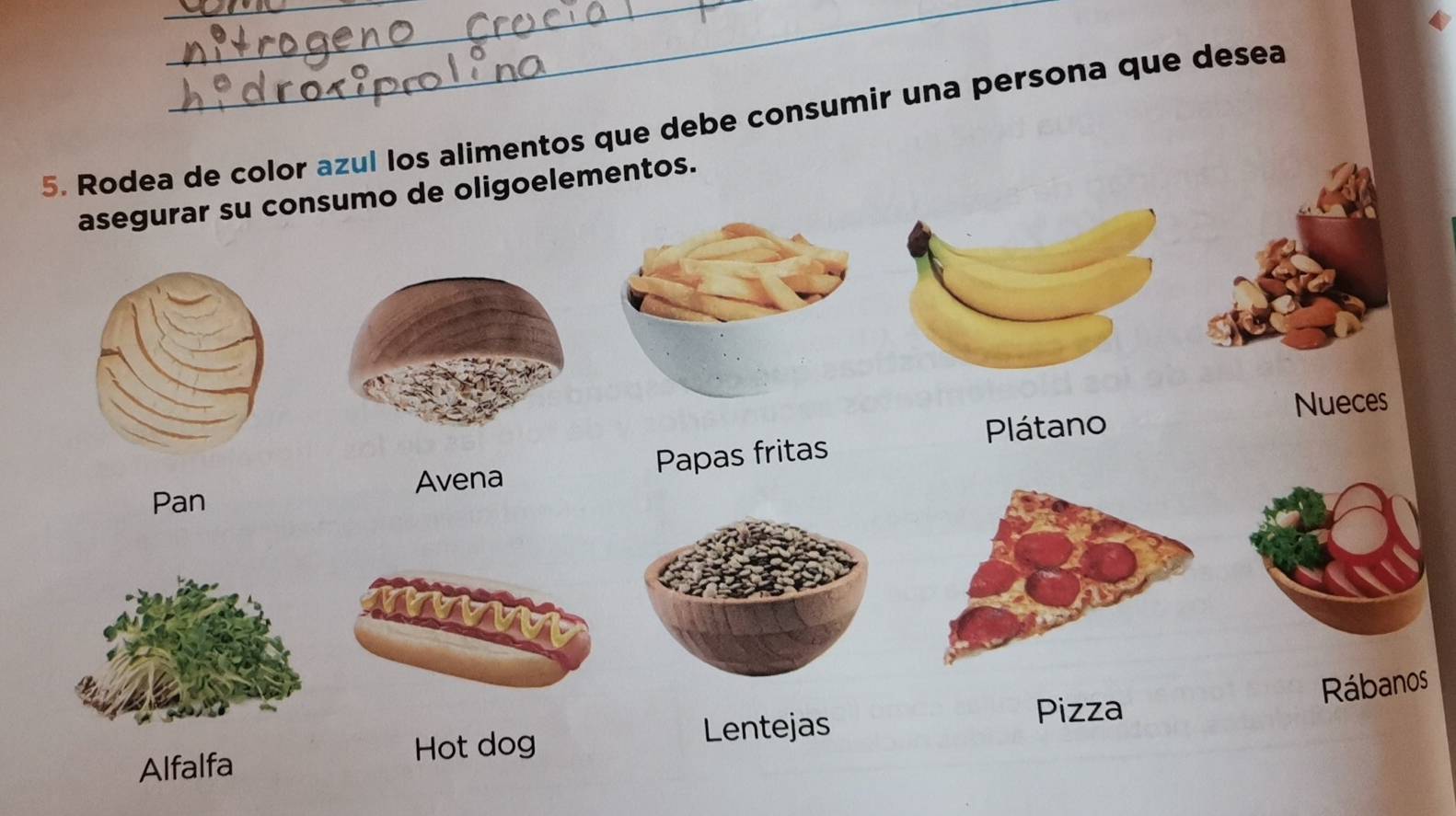 Rodea de color azul los alimentos que debe consumir una persona que desea 
asegurar su consumo de oligoelementos. 
Nueces 
Plátano 
Avena Papas fritas 
Pan 
Rábanos 
Pizza 
Alfalfa Hot dog 
Lentejas