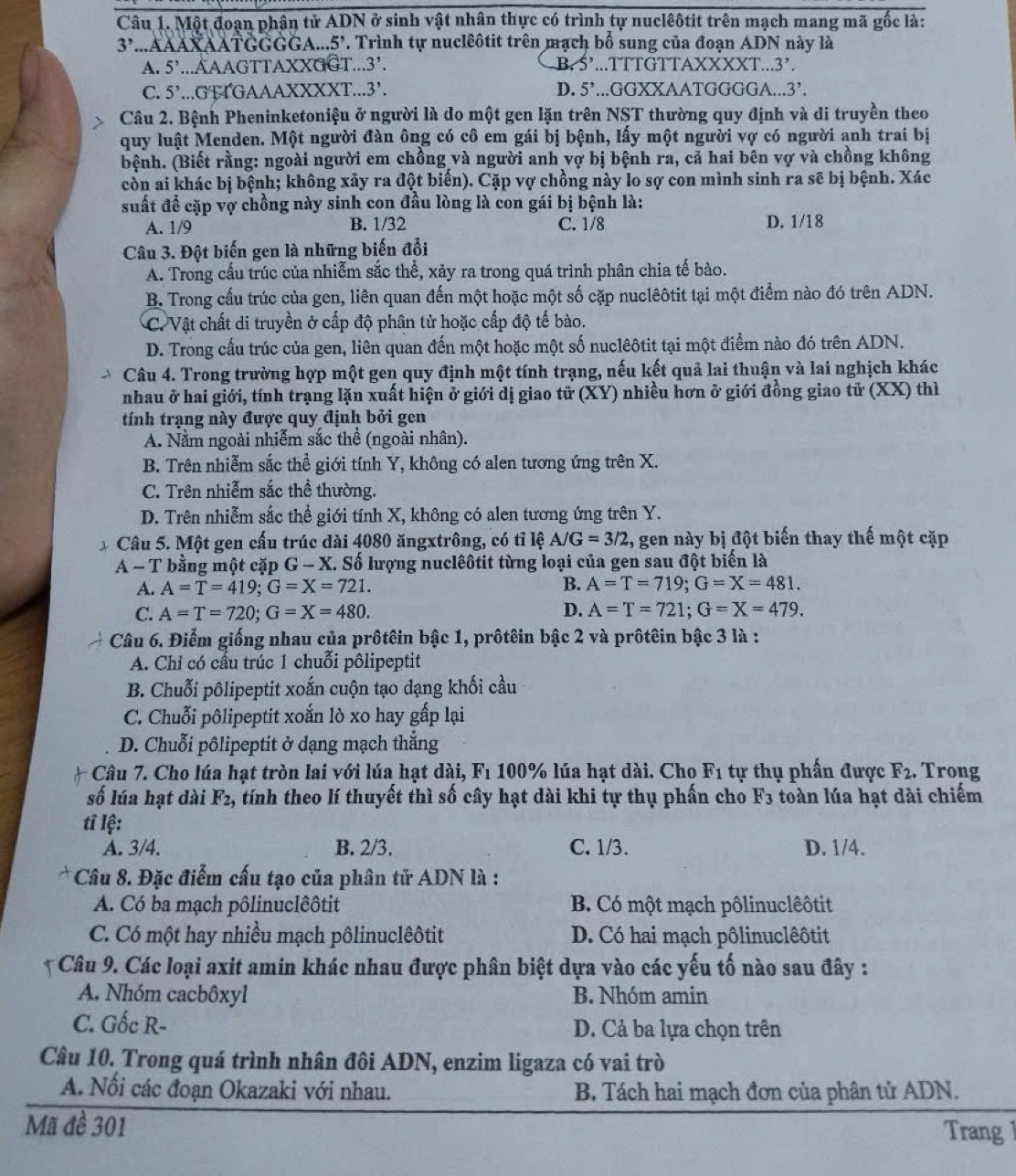 Một đoạn phân tử ADN ở sinh vật nhân thực có trình tự nuclêôtit trên mạch mang mã gốc là:
3'...AAAXAATGGGGA.. 5'. Trình tự nuclêôtit trên mạch bổ sung của đoạn ADN này là
A. 5'...AAAGTTAXXGGT.. 3'. B. 5,...TTTGTTAXXXXT...3'.
C. 5^,...GTTGAAAXXXXT... 3'. D. 5'...GGXXAATGGGGA... 3'.
Câu 2. Bệnh Pheninketoniệu ở người là do một gen lặn trên NST thường quy định và di truyền theo
quy luật Menden. Một người đàn ông có cô em gái bị bệnh, lấy một người vợ có người anh trai bị
bệnh. (Biết rằng: ngoài người em chồng và người anh vợ bị bệnh ra, cả hai bên vợ và chồng không
còn ai khác bị bệnh; không xảy ra đột biến). Cặp vợ chồng này lo sợ con mình sinh ra sẽ bị bệnh. Xác
suất để cặp vợ chồng này sinh con đầu lòng là con gái bị bệnh là:
A. 1/9 B. 1/32 C. 1/8 D. 1/18
Câu 3. Đột biến gen là những biến đổi
A. Trong cấu trúc của nhiễm sắc thể, xảy ra trong quá trình phân chia tế bào.
B. Trong cấu trúc của gen, liên quan đến một hoặc một số cặp nuclêôtit tại một điểm nào đó trên ADN.
C. Vật chất di truyền ở cấp độ phân tử hoặc cấp độ tế bào.
D. Trong cấu trúc của gen, liên quan đến một hoặc một số nuclêôtit tại một điểm nào đó trên ADN.
Câu 4. Trong trường hợp một gen quy định một tính trạng, nếu kết quả lai thuận và lai nghịch khác
nhau ở hai giới, tính trạng lặn xuất hiện ở giới dị giao tử (XY) nhiều hơn ở giới đồng giao tử (XX) thì
tính trạng này được quy định bởi gen
A. Nằm ngoài nhiễm sắc thể (ngoài nhân).
B. Trên nhiễm sắc thể giới tính Y, không có alen tương ứng trên X.
C. Trên nhiễm sắc thể thường.
D. Trên nhiễm sắc thể giới tính X, không có alen tương ứng trên Y.
* Câu 5. Một gen cấu trúc dài 4080 ăngxtrông, có tỉ lệ A/G=3/2 , gen này bị đột biến thay thế một cặp
A - T bằng một cặp G - X. Số lượng nuclêôtit từng loại của gen sau đột biến là
A. A=T=419;G=X=721. B. A=T=719;G=X=481.
C. A=T=720;G=X=480. D. A=T=721;G=X=479.
Câu 6. Điểm giống nhau của prôtêin bậc 1, prôtêin bậc 2 và prôtêin bậc 3 là :
A. Chỉ có cấu trúc 1 chuỗi pôlipeptit
B. Chuỗi pôlipeptit xoắn cuộn tạo dạng khối cầu
C. Chuỗi pôlipeptit xoắn lò xo hay gấp lại
D. Chuỗi pôlipeptit ở dạng mạch thẳng
Câu 7. Cho lúa hạt tròn lai với lúa hạt dài, Fı 100% lúa hạt dài. Cho F_1 tự thụ phấn được F_2. Trong
số lúa hạt dài F_2 2, tính theo lí thuyết thì số cây hạt dài khi tự thụ phấn cho F_3 toàn lúa hạt dài chiếm
tỉ lệ:
A. 3/4. B. 2/3. C. 1/3. D. 1/4.
* Câu 8. Đặc điểm cấu tạo của phân tử ADN là :
A. Có ba mạch pôlinuclêôtit B. Có một mạch pôlinuclêôtit
C. Có một hay nhiều mạch pôlinuclêôtit D. Có hai mạch pôlinuclêôtit
* Câu 9. Các loại axit amin khác nhau được phân biệt dựa vào các yếu tố nào sau đây :
A. Nhóm cacbôxyl B. Nhóm amin
C. Gốc R- D. Cả ba lựa chọn trên
Câu 10. Trong quá trình nhân đôi ADN, enzim ligaza có vai trò
A. Nổi các đoạn Okazaki với nhau. B. Tách hai mạch đơn của phân tử ADN.
Mã đề 301
Trang 1
