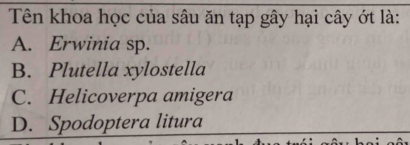 Tên khoa học của sâu ăn tạp gây hại cây ớt là:
A. Erwinia sp.
B. Plutella xylostella
C. Helicoverpa amigera
D. Spodoptera litura