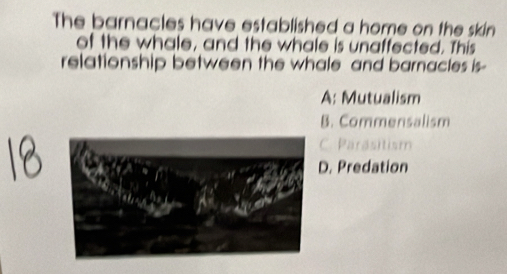 The barnacles have established a home on the skin
of the whale, and the whale is unaffected. This
relationship between the whale and barnacles is-
A: Mutualism
B. Commensalism
C. Parasitism
D. Predation