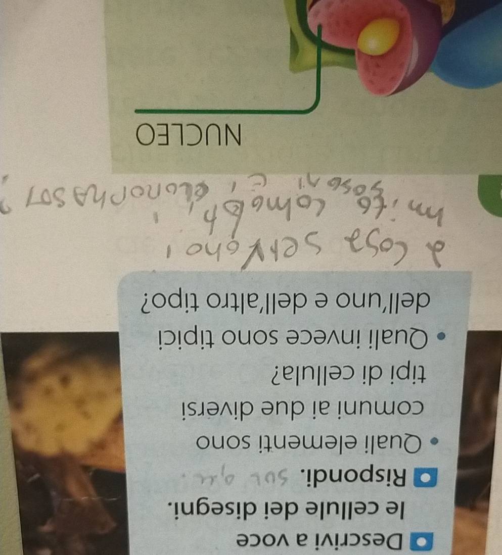 Descrivi a voce 
le cellule dei disegni. 
Rispondi. 
Quali elementi sono 
comuni ai due diversi 
tipi di cellula? 
Quali invece sono tipici 
dell'uno e dell'altro tipo? 
NUCLEO