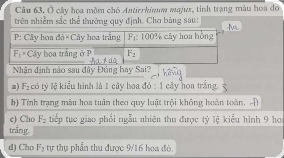 Ở cây hoa mõm chó Antirrhinum majus, tính trạng màu hoa do
trên nhiễm sắc thể thường quy định. Cho bảng sau:
Nhận định nào sau đây Đúng hay Sai?
a) F_2 có tỷ lệ kiểu hình là 1 cây hoa đỏ : 1 cây hoa trắng.
b) Tính trạng màu hoa tuân theo quy luật trội không hoàn toàn.
c) Cho F_2 tiếp tục giao phối ngẫu nhiên thu được tỷ lệ kiểu hình 9 hoa
trắng.
d) Cho F_2 tự thụ phần thu được 9/16 hoa đỏ.