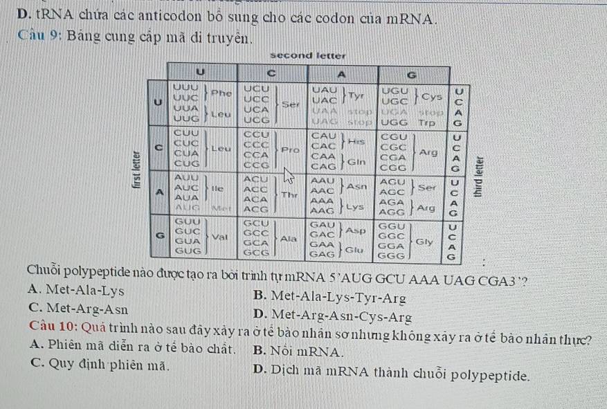 D. tRNA chứa các anticodon bổ sung cho các codon của mRNA.
Câu 9: Bảng cung cấp mã di truyên.
Chuỗi polypeptide nào được tạo ra bởi trình tự mRNA 5'AUG GCU AAA UAG CGA3'?
A. Met-Ala-Lys B. Met-Ala-Lys-Tyr-Arg
C. Met-Arg-Asn D. Met-Arg-Asn-Cys-Arg
Cầu 10: Quả trình nào sau đây xảy ra ở tể bào nhân sơ nhưng không xây ra ở tế bào nhân thực?
A. Phiên mã diễn ra ở tế bào chất. B. Nối mRNA.
C. Quy định phiên mã. D. Dịch mã mRNA thành chuỗi polypeptide.