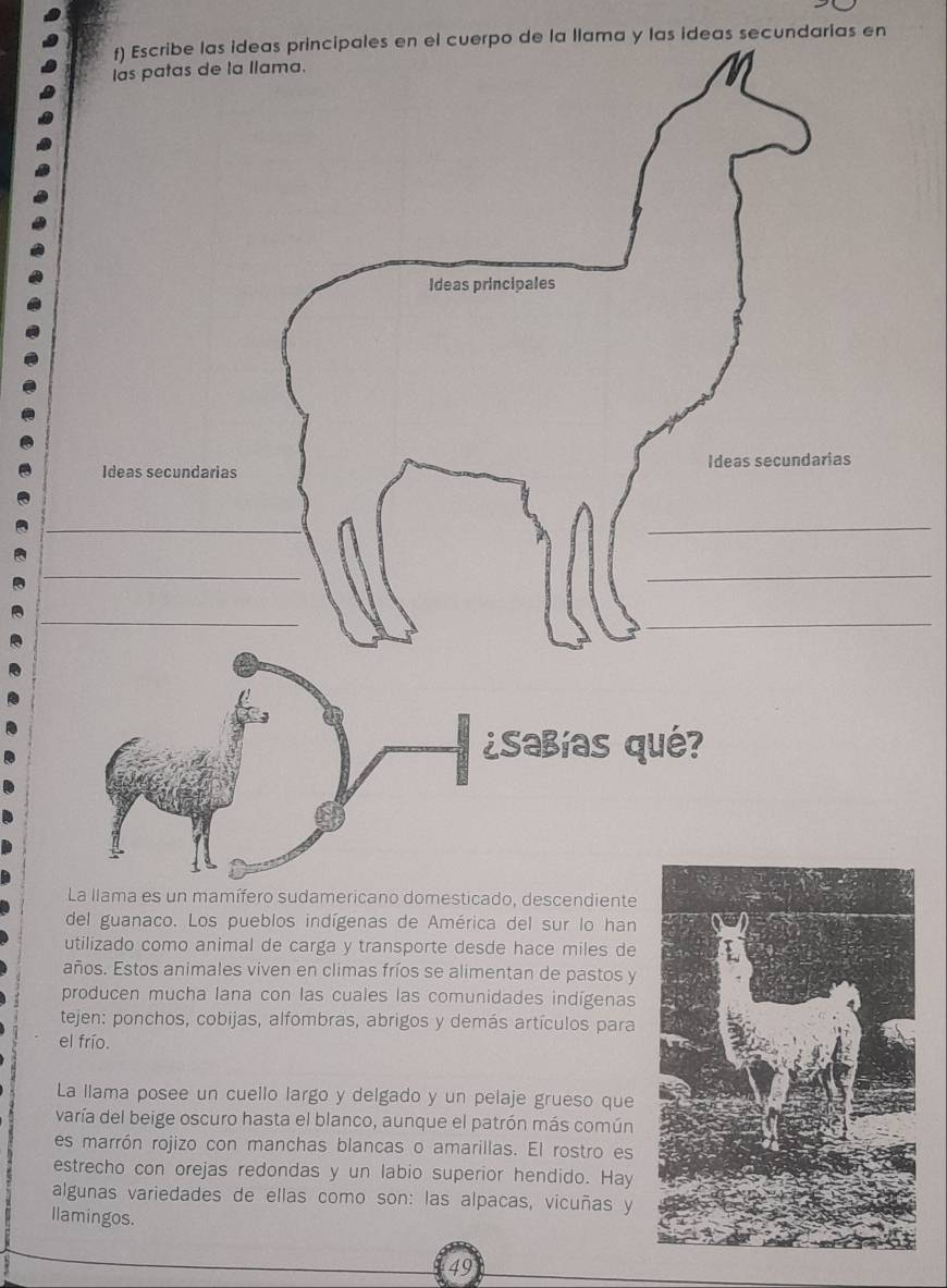 las ideas principales en el cuerpo de la llama y las ideas secundarias en 
del guanaco. Los pueblos indígenas de América del sur lo han 
utilizado como animal de carga y transporte desde hace miles de 
años. Estos animales viven en climas fríos se alimentan de pastos y 
producen mucha lana con las cuales las comunidades indígenas 
tejen: ponchos, cobijas, alfombras, abrigos y demás artículos para 
el frío. 
La llama posee un cuello largo y delgado y un pelaje grueso que 
varía del beige oscuro hasta el blanco, aunque el patrón más común 
es marrón rojizo con manchas blancas o amarillas. El rostro es 
estrecho con orejas redondas y un labio superior hendido. Hay 
algunas variedades de ellas como son: las alpacas, vicuñas y 
llamingos. 
49