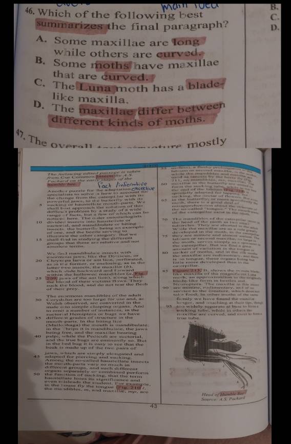 B.
46. Which of the following best
C.
summarizes the final paragraph? D.
A. Some maxillae are long
while others are curved
B. Some moths have maxillae
that are curved.
C. The Luna moth has a blade
like maxilla.
D. The maxillae differ between
different kinds of moths.
47. The overall
mostly
aC he  o    
* Cw Commn Isn 5 4 5
er o a  n a      e o t   
t t as teente lgr the fase fo 1 
               
.
a
A nodc e pu zsie for  te adartation r t  ace
cculists n solve 's how to account   
the change from the caterpi lar with its 
M ac kitg， t  i o e   ta w    t     
Do werful tws to the be terty with i e 
5  uckin or husteliate mout part We
shall best approach the salation of this 
dimew i problen by a stady of s wid 
* ge  -  f facts, but a fw of which can be of the coerption eset in a     
atice here. The o der entomologist
0  divide: inseets mo hustend or  o  The madibles of the se     
suctorial, and mandibulane or hiting ü  be ạd 'F     f    
msec t s   the tu n e r t le  h e ing  a n  e sam  l W sile the mes ille ae a= = _ _== 
of one, and the beeds seving to
ihu nne the other category fut we
15 shall find in studyirg the difterent 
srpe th these are relative and no  the caternillar. That we find a m= 
a so lue témm = a  o va   n  t   o
We fnd mandibulate iseets with
eromets paws, like the Dy iscus, or so  sacker of moths, snd i  t    _  
0 Chryscpa larva or ant tion, perfbrated the ma sillar are ruhmaney , _  
a s in   e former, or enelosing, as in th e          cangue te C ans Bn   
latter two isects, the masille (0). oo erpittar .  lttle more developed tas  in   s 
within the hollowee mardibles t. Fi a s Tre 2 1 37 t. shows the m n s 
which dide hackward and forward like masilla of the magif e L   
                                     
209 news of  the ant tion t aone w h  c h nide-like form in beatles ma 
the blo ad of their victima i ws. They Reoropiera The maaille is  t        
suck the blood, and do not tear the flesh 90 are miute, rudimentary, a f ar  
of their prey.
The enarmous mandibles of the adul  ser  see to the seature, which oon 
30  C o r y dc tu s are 10 o   larg e   f r u  e an    a take food. In other moths of the sss
Walsh observed, are converied in the funily we have found thesmal .
made in to simple clasping organs. Ane
to oo t i mber of instaness, in the 95  too widely segarate at thss tn t 
suctor a Hemiptens or bues we have suking tube, while i othe m 
35 direre at grudes of strupture in the me tube
mouth parts. In the biting lice
(Malloshaga) the mouth is mandibulate
t  e   h o  n  it   i  ma nd       e   th  e  ms   .
being free, and the maxitle bearing 
40 palpi, while the Pedicul are suctorial.
an    the tue hugs are eminently so   t 
in the bed bug it is casy t see that the 
beak is made up of the twe pairs of .
jaws, which are sin ply clongated and
45  adamted for piereing and sucking .
Amony the se-called haustellate inseers
the mo ith-parts vary so much in .
different groups, and such dafferent
ormns separmely or comtned perfon a 
50 the function of sucking, that the term
haustoltate loses its significance and 
even wisleads the sudent. For example.
in the ) ouse fly the longue () i. 2107
t  e m e  idibles, a, and max illee , m    ar  
Sourc = 45 Packará Head of Humble Ber