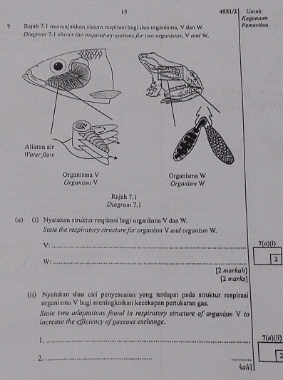 15 4551/2 Untuk 
Kegunaan 
7 Rajab 7.1 menunjukkan sistem respirasi bayi dua organiama, V dan W. Pemeriksa 
Diagram 7.1 shows the respiratory systems for two organtons, V and W. 
(σ) (i) Nyatakan struktur respirasi bagi organisma V dan W. 
State the respiratory structure for organism V and organism W. 
V: _7(a)(i)
W :_ 
2 
[2 markah] 
[2 marks] 
(ii) Nyatakan dua ciri penyesuaian yang terdapat pada struktur respirasi 
organisma V bagi meningkatkan kecekapan pertukaran gas. 
State two adoptations found in respiratory structure of organism V to 
increase the efficiency of gaseous exchange. 
1._ 
7(a)(ii) 
2._ 
_ 
7 
kah