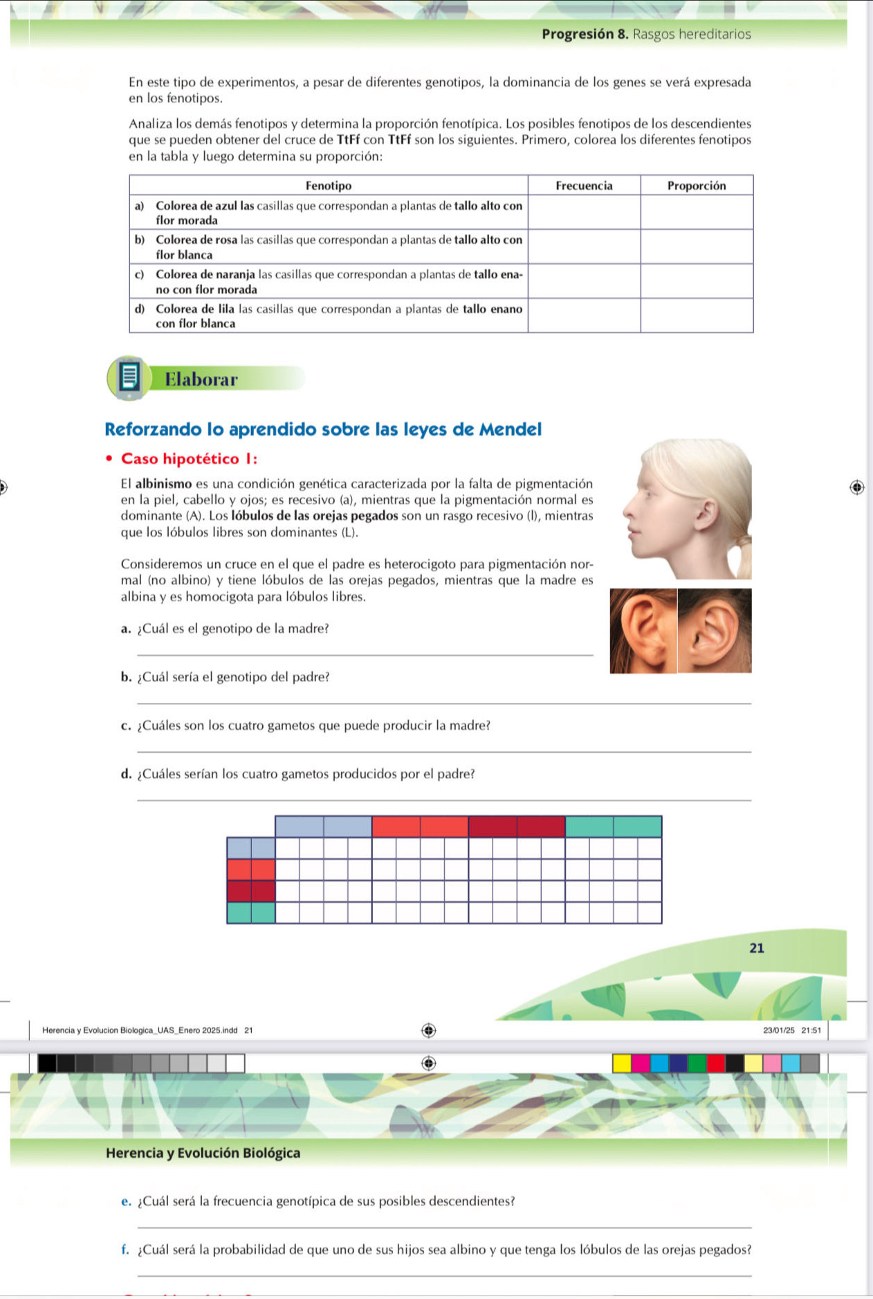 Progresión 8. Rasgos hereditarios
En este tipo de experimentos, a pesar de diferentes genotipos, la dominancia de los genes se verá expresada
en los fenotipos.
Analiza los demás fenotipos y determina la proporción fenotípica. Los posibles fenotipos de los descendientes
que se pueden obtener del cruce de TtFf con TtFf son los siguientes. Primero, colorea los diferentes fenotipos
en la tabla y luego determina su proporción:
Elaborar
Reforzando Io aprendido sobre las leyes de Mendel
Caso hipotético 1:
El albinismo es una condición genética caracterizada por la falta de pigmentación
en la piel, cabello y ojos; es recesivo (a), mientras que la pigmentación normal es
dominante (A). Los lóbulos de las orejas pegados son un rasgo recesivo (l), mientras
que los lóbulos libres son dominantes (L).
Consideremos un cruce en el que el padre es heterocigoto para pigmentación nor-
mal (no albino) y tiene lóbulos de las orejas pegados, mientras que la madre es
albina y es homocigota para lóbulos libres.
a. ¿Cuál es el genotipo de la madre?
_
b. ¿Cuál sería el genotipo del padre?
_
c. ¿Cuáles son los cuatro gametos que puede producir la madre?
_
d. ¿Cuáles serían los cuatro gametos producidos por el padre?
_
21
Herencia y Evolucion Biologica_UAS_Enero 2025.indd 21 . 23/01/25 21:51
φ
Herencia y Evolución Biológica
e. ¿Cuál será la frecuencia genotípica de sus posibles descendientes?
_
f. ¿Cuál será la probabilidad de que uno de sus hijos sea albino y que tenga los lóbulos de las orejas pegados?
_