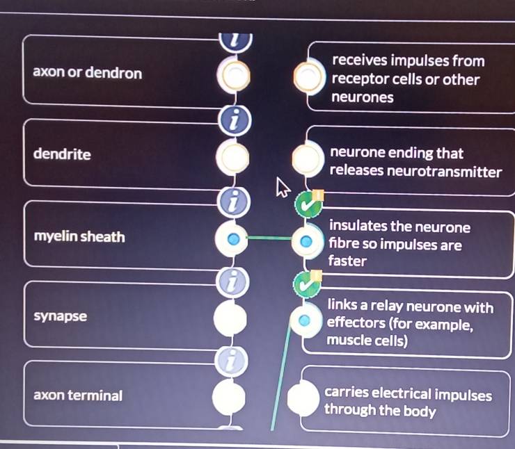 receives impulses from
axon or dendron receptor cells or other
neurones
dendrite neurone ending that
releases neurotransmitter
insulates the neurone
myelin sheath fibre so impulses are
faster
links a relay neurone with
synapse effectors (for example,
muscle cells)
carries electrical impulses
axon terminal through the body