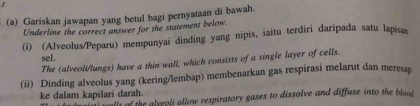 1 
(a) Gariskan jawapan yang betul bagi pernyataan di bawah. 
Underline the correct answer for the statement below. 
(i) (Alveolus/Peparu) mempunyai dinding yang nipis, iaitu terdiri daripada satu lapisan 
sel. 
The (alveoli/lungs) have a thin wall, which consists of a single layer of cells. 
(ii) Dinding alveolus yang (kering/lembap) membenarkan gas respirasi melarut dan meresap 
ke dalam kapilari darah. 
alls of the alveoli allow respiratory gases to dissolve and diffuse into the blood