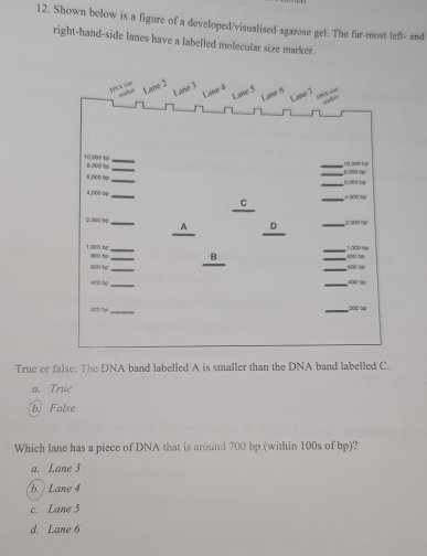 Shown below is a figure of a developed/visualised agarose gel. The far-most left- and
right-hand-side lanes have a labelled molecular size marker.
ps x 3
Lane 5
Lane 6 Lane 7
10.000 bp 6,000 ho_
_
6.000 tp_ __ 1.000 t 9.00s nw
_ 6 000 bẹ
4.00D bp_ _ 4.000 6p
_
C
2.000 he_ D _ 2.000 00
A
_ 1.000 % 0
1,000 bp 800 hp_ __B_
_
600 hp_ _ 600 bạ
_
400 sp _ 400 ∞
200 tp_ _ 200 sp
True or false: The DNA band labelled A is smaller than the DNA band labelled C.
a. True
b. False
Which lane has a picce of DNA that is around 700 bp (within 100s of bp)?
a. Lane 3
b. Lane 4
c. Lane 5
d. Lane 6