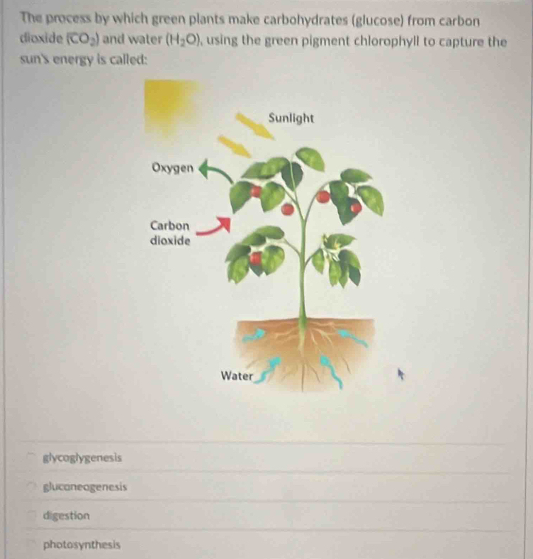 The process by which green plants make carbohydrates (glucose) from carbon
dioxide (CO_2) and water (H_2O) , using the green pigment chlorophyll to capture the
sun's energy is called:
glycoglygenesis
glucaneogenesis
digestion
photosynthesis