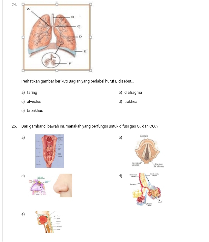 Perhatikan gambar berikut! Bagian yang berlabel huruf B disebut...
a) faring b) diafragma
c) alveolus d) trakhea
e) bronkhus
25. Dari gambar di bawah ini, manakah yang berfungsi untuk difusi gas O_2 dan CO_2
a)
b)
c
d)
e)