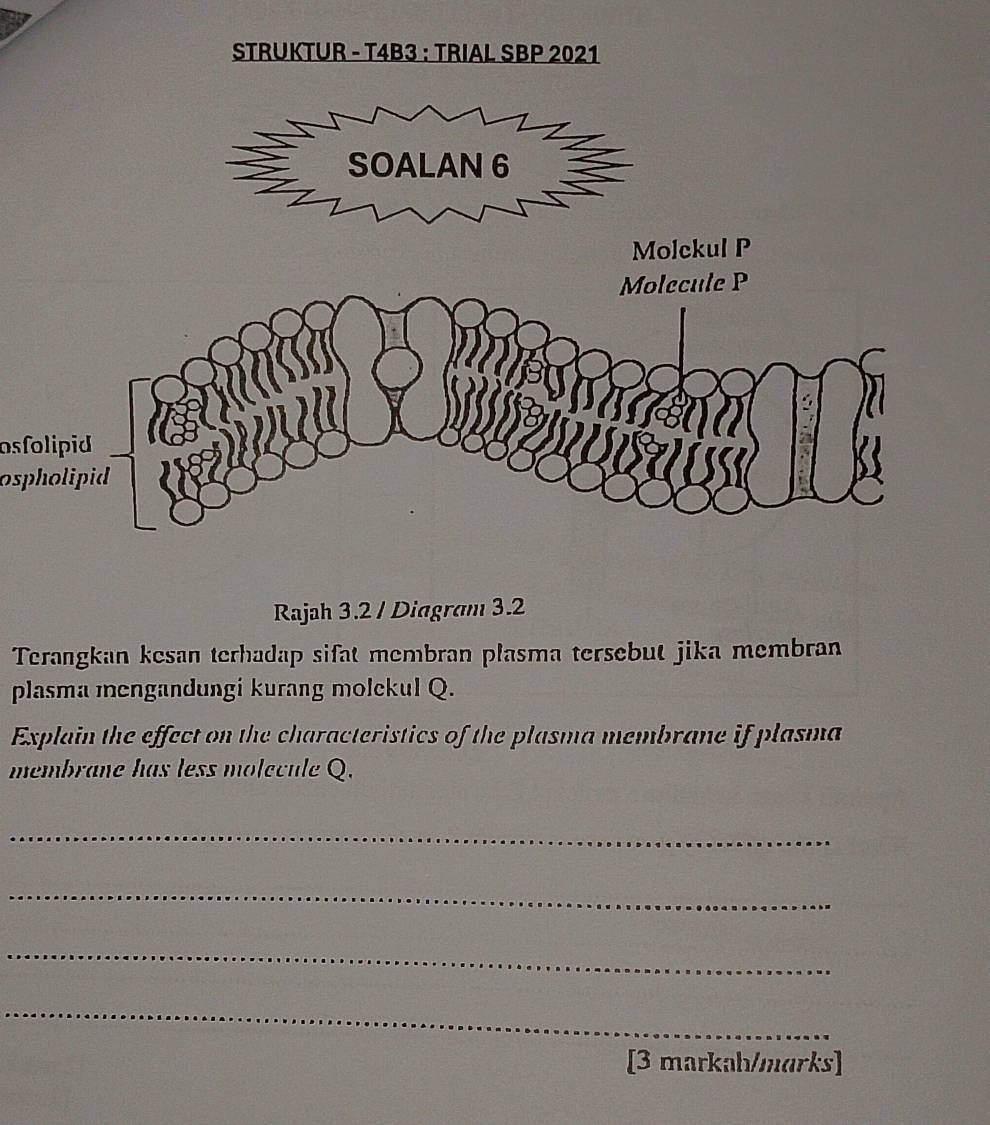 osfolipid 
ospholipid 
Rajah 3.2 / Diagram 3.2 
Terangkan kesan terhadap sifat membran plasma tersebut jika membran 
plasma mengandungi kurang molckul Q. 
Explain the effect on the characteristics of the plasma membrane if plasma 
membrane has less molecule Q. 
_ 
_ 
_ 
_ 
[3 markah/marks]