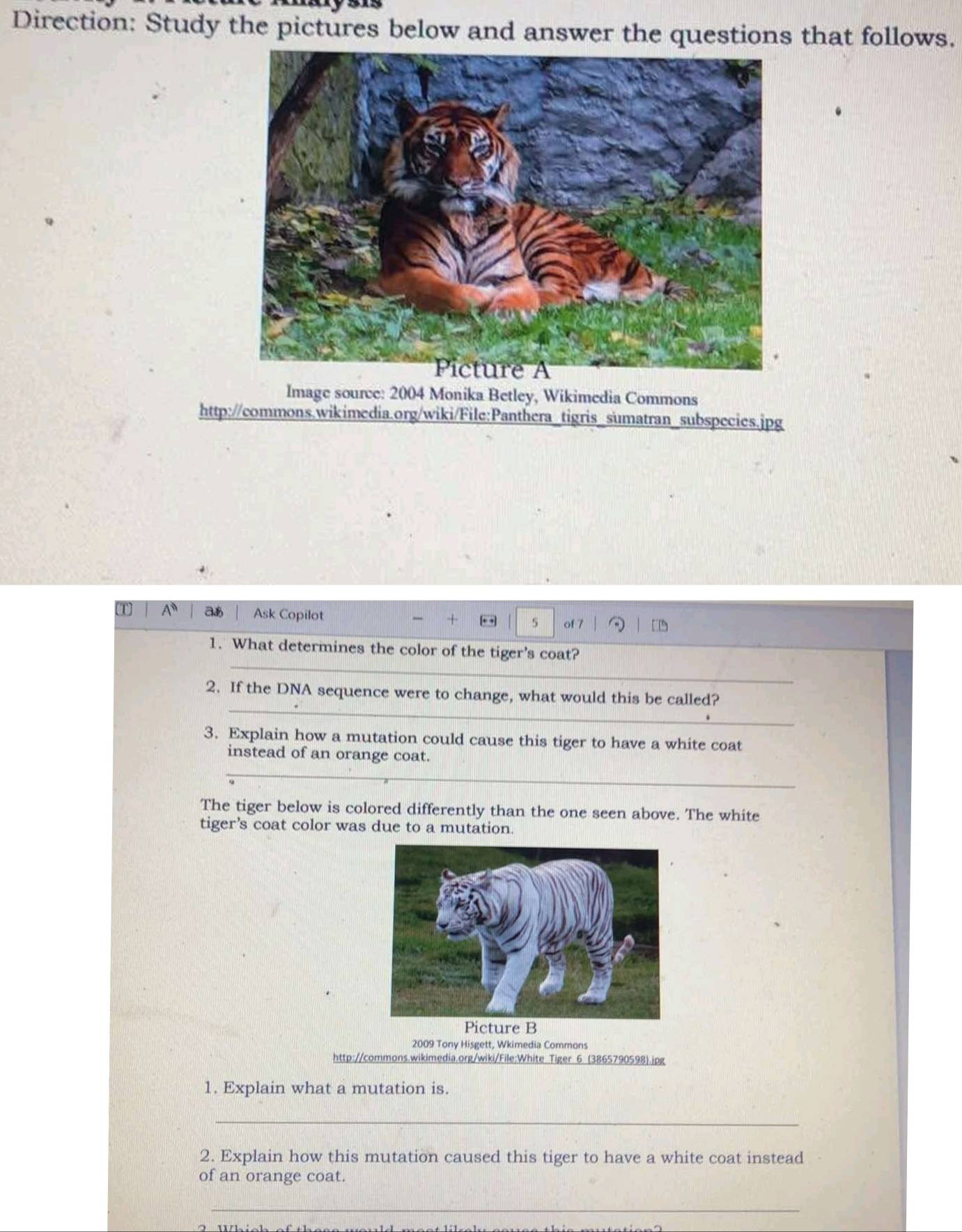 Direction: Study the pictures below and answer the questions that follows. 
Image source: 2004 Monika Betley, Wikimedia Commons 
http://commons.wikimedia.org/wiki/File:Panthera_tigris_sumatran_subspecies.jpg 
a Ask Copilot + 5 of 7 
_ 
1. What determines the color of the tiger's coat? 
_ 
2. If the DNA sequence were to change, what would this be called? 
3. Explain how a mutation could cause this tiger to have a white coat 
_ 
instead of an orange coat. 
The tiger below is colored differently than the one seen above. The white 
tiger's coat color was due to a mutation. 
2009 Tony Hisgett, Wkimedia Commons 
http://commons.wikimedia.org/wiki/File:White Tiger 6 (3865790598).jpg 
1. Explain what a mutation is. 
_ 
2. Explain how this mutation caused this tiger to have a white coat instead 
of an orange coat. 
_