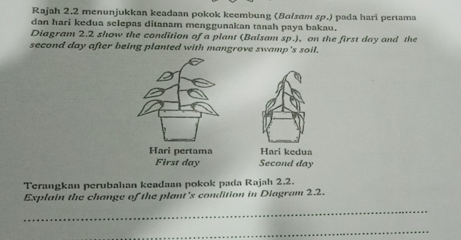 Rajah 2.2 menunjukkan keadaan pokok keembung (Balsam sp.) pada hari pertama 
dan hari kedua selepas ditanam menggunakan tanah paya bakau. 
Diagram 2.2 show the condition of a plant (Balsam sp.), on the first day and the 
second day after being planted with mangrove swamp's soil. 
Hari kedua 
Second day 
Terangkan perubahan keadaan pokok pada Rajah 2.2. 
Explain the change of the plant's condition in Diagram 22. 
_ 
_