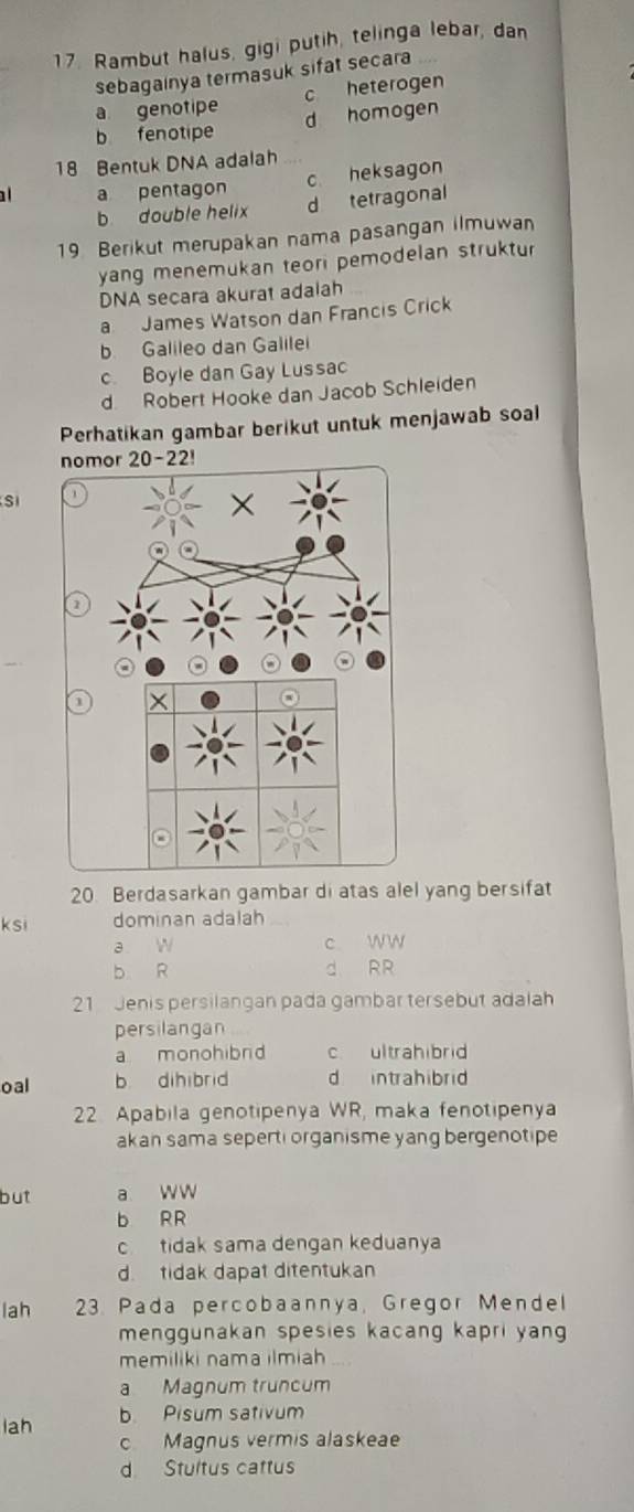 Rambut halus, gigi putih, telinga lebar, dan
sebagainya termasuk sifat secara
a genotipe c heterogen
d homogen
b fenotipe
18 Bentuk DNA adalah
c heksagon
a pentagon
b double helix d tetragonal
19 Berikut merupakan nama pasangan ilmuwan
yang menemukan teori pemodelan struktu
DNA secara akurat adalah
a James Watson dan Francis Crick
b. Galileo dan Galilei
c. Boyle dan Gay Lussac
d Robert Hooke dan Jacob Schleiden
Perhatikan gambar berikut untuk menjawab soal
nom
S
1
1
20. Berdasarkan gambar di atas alel yang bersifat
ksi dominan adalah
a
c. wW
b R d RR
21 Jenis persilangan pada gambar tersebut adalah
persilangan
a monohibrd c ultrahibrid
oal b dihibrid d intrahibrid
22. Apabila genotipenya WR, maka fenotipenya
akan sama seperti organisme yang bergenotipe
but a ww
b RR
c tidak sama dengan keduanya
d. tidak dapat ditentukan
lah 23. Pada percobaannya, Gregor Mendel
menggunakan spesies kacang kapri yan
memiliki nama ilmiah
a Magnum truncum
lah b. Pisum sativum
c Magnus vermis alaskeae
d Stultus cattus