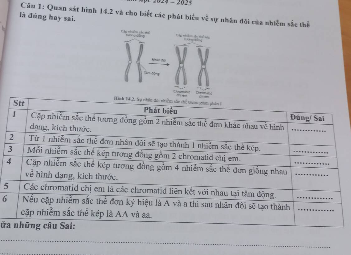 2024 - 2025 
Câu 1: Quan sát hình 14.2 và cho biết các phát biểu về sự nhân đôi của nhiễm sắc thể 
là đúng hay sai.
5
6
ử 
_ 
_