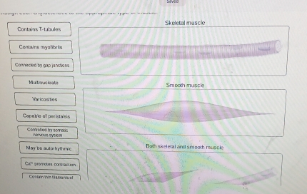 a a e e e s e 
Contains T-tubules Skeletal muscle
Contains nyoliors
Connecled by gap junctions
Multimac i ao Smooth muscle
Varicosities
Capable of peristaiss
Controhed by somatic
May be autorhythmic Both skeletal and smooth muscle
Ca^, premoles comaction
Có Mààn thi m hía mỹ nhị c