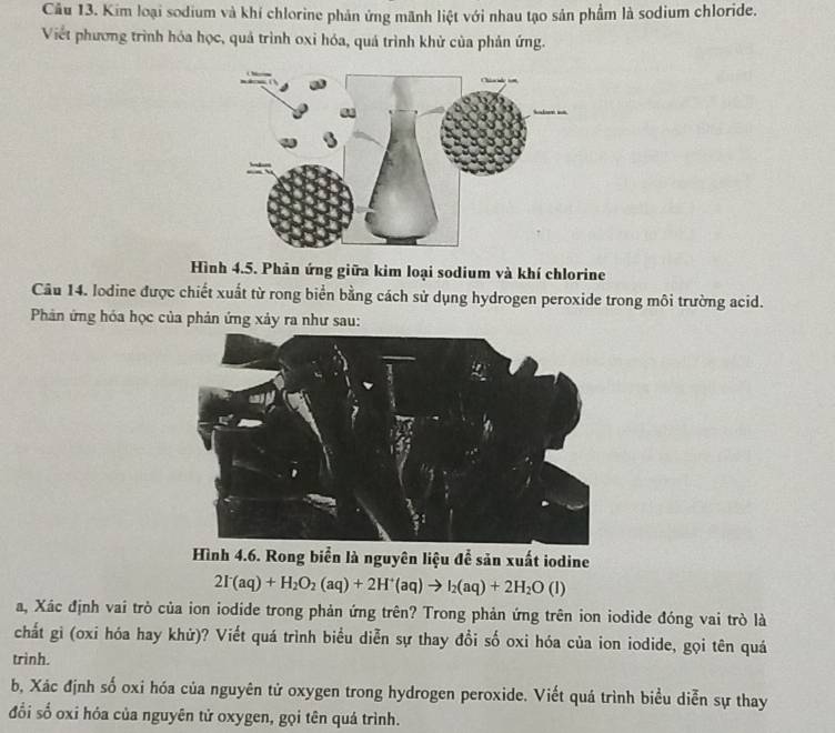 Kim loại sodium và khí chlorine phản ứng mãnh liệt với nhau tạo sản phẩm là sodium chloride. 
Viết phương trình hóa học, quả trình oxi hóa, quá trình khử của phản ứng. 
Hình 4.5. Phản ứng giữa kim loại sodium và khí chlorine 
Câu 14. lodine được chiết xuất từ rong biển bằng cách sử dụng hydrogen peroxide trong môi trường acid. 
Phản ứng hóa học của phản ứng xảy ra như sau: 
Hình 4.6. Rong biển là nguyên liệu để sản xuất iodine
2I^-(aq)+H_2O_2(aq)+2H^+(aq)to I_2(aq)+2H_2O(l)
a, Xác định vai trò của ion iodide trong phản ứng trên? Trong phản ứng trên ion iodide đóng vai trò là 
chất gì (oxi hóa hay khử)? Viết quá trình biểu diễn sự thay đổi số oxi hóa của ion iodide, gọi tên quá 
trình. 
b, Xác định số oxi hóa của nguyên tử oxygen trong hydrogen peroxide. Viết quá trình biểu diễn sự thay 
đổi số oxi hỏa của nguyên tử oxygen, gọi tên quá trình.