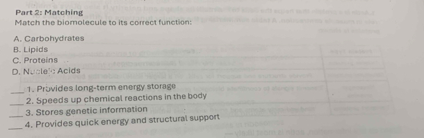 Matching
Match the biomolecule to its correct function:
A. Carbohydrates
B. Lipids
C. Proteins
D. Nuclelc Acids
_1. Provides long-term energy storage
_2. Speeds up chemical reactions in the body
3. Stores genetic information
_
_4. Provides quick energy and structural support